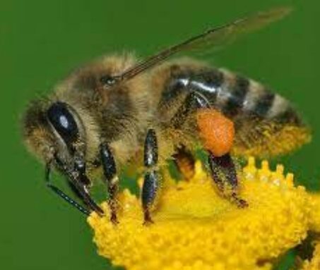 Corbeille à pollinies.jpg