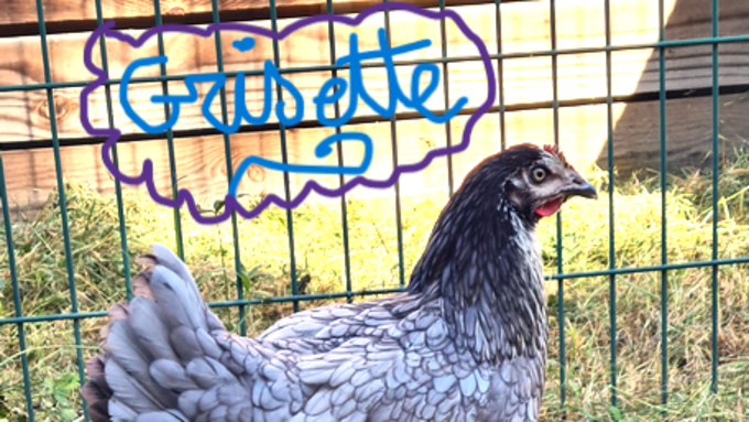 Poule 1.png